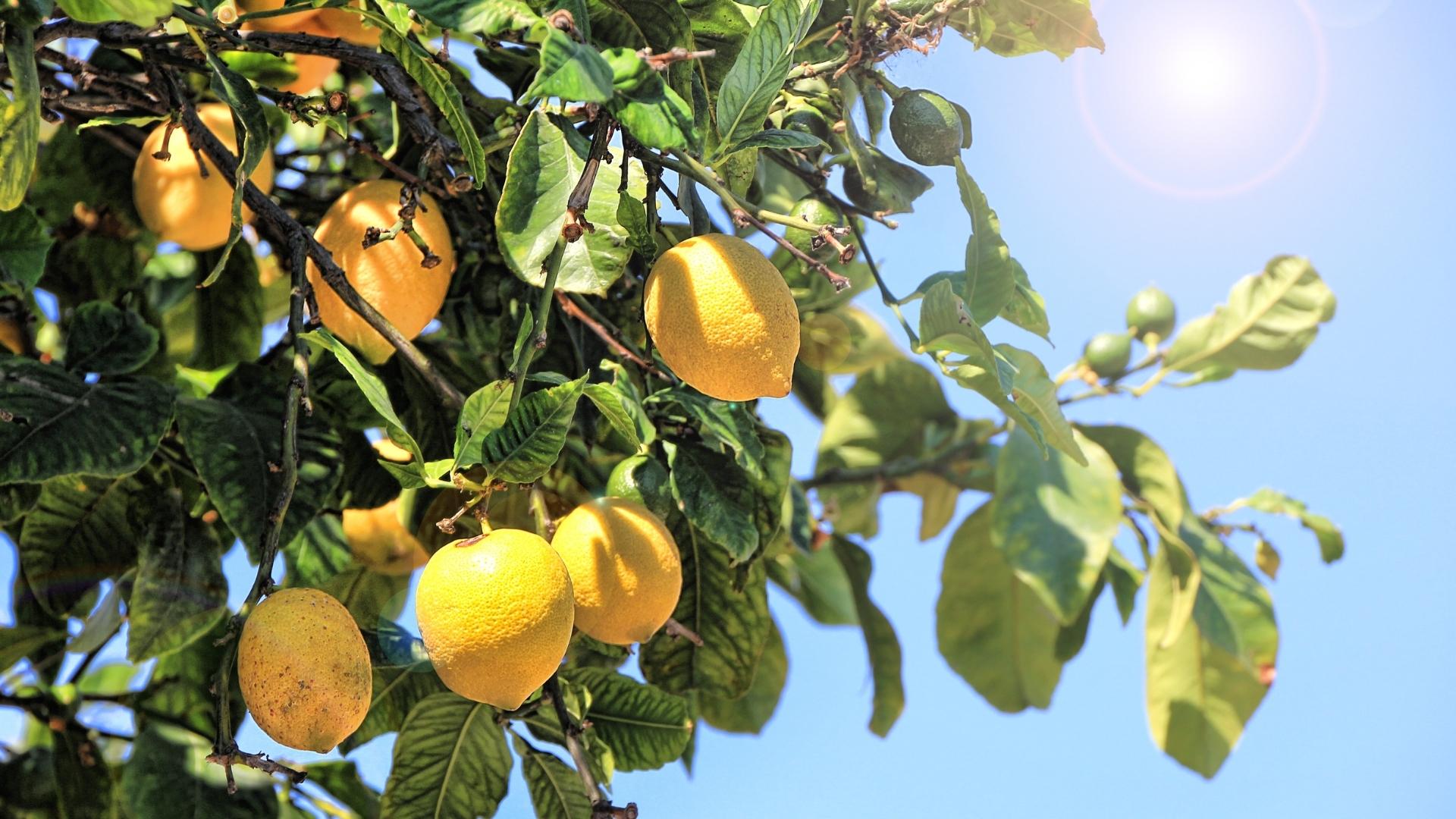 Jus détox betterave, céleri, prune, citron et gingembre - Markal bio